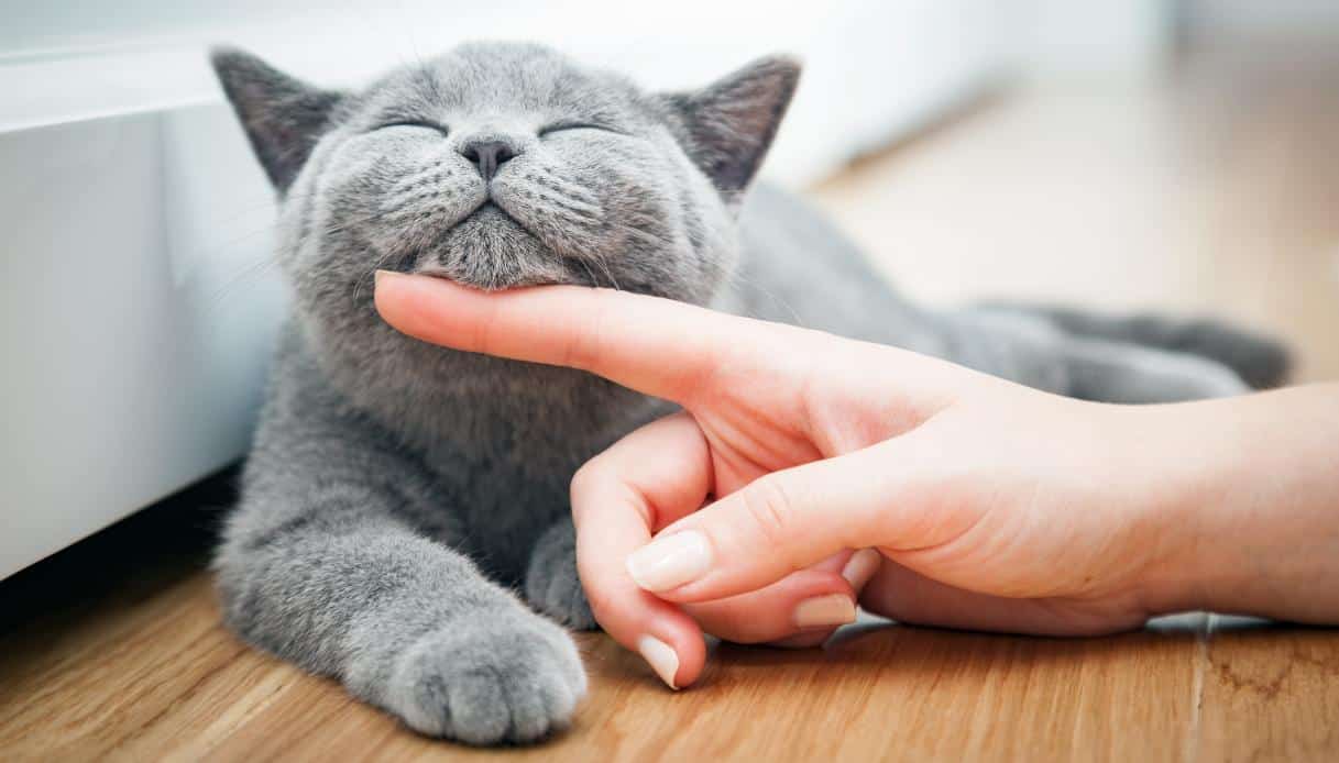 gatto