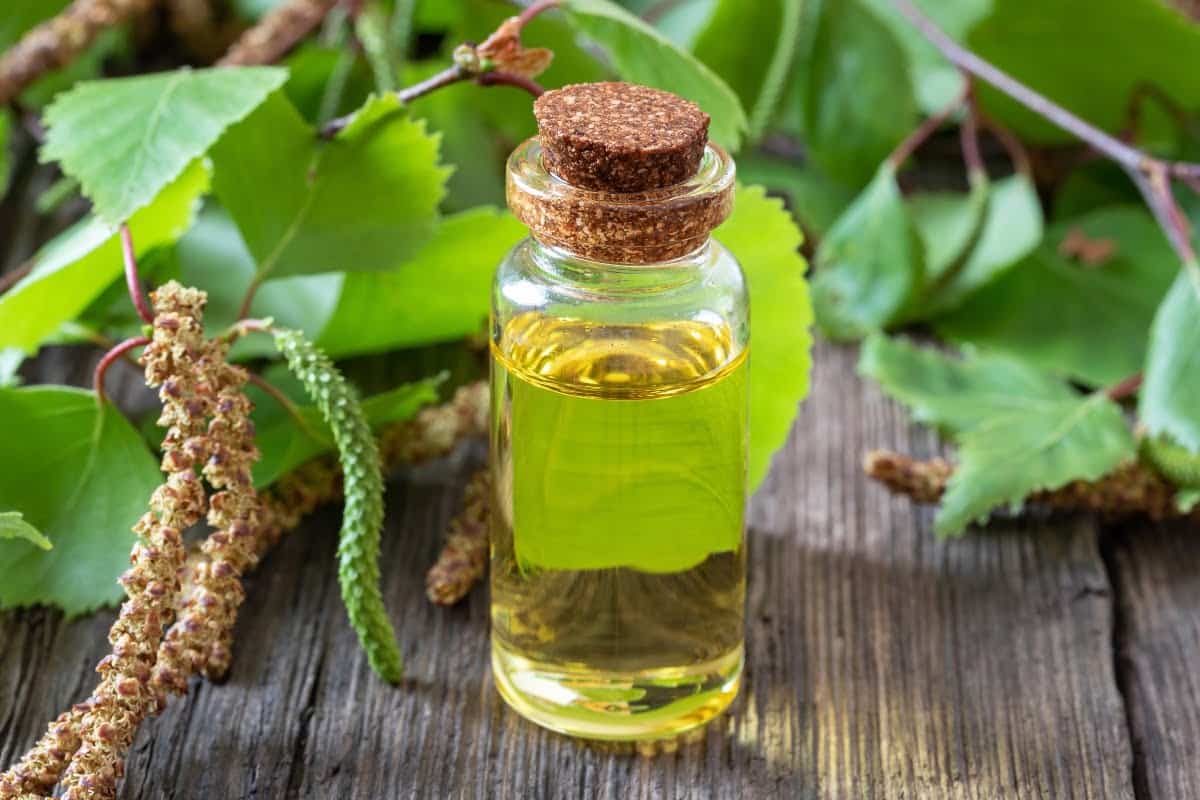 betulla cos e benefici proprieta controindicazioni ricette tisane e per cellulite