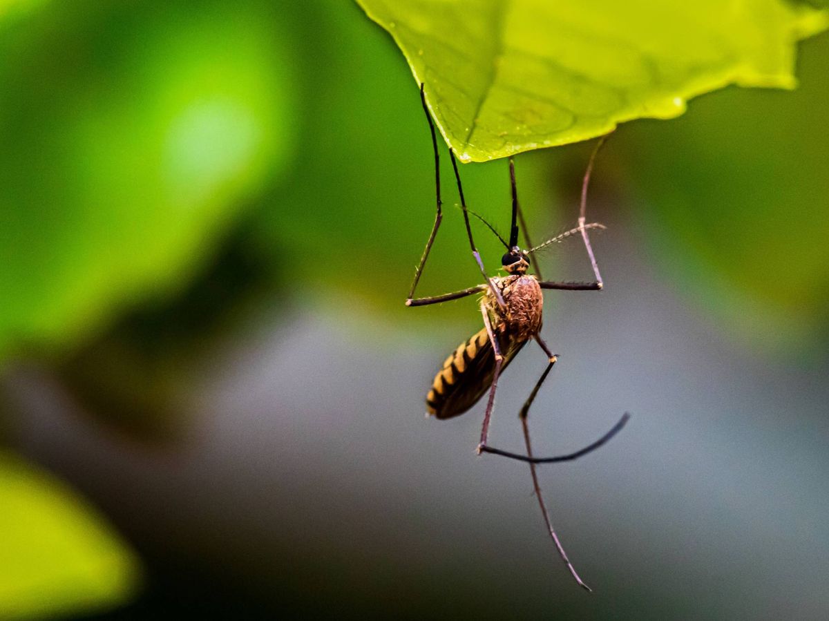 Epidemia Dengue