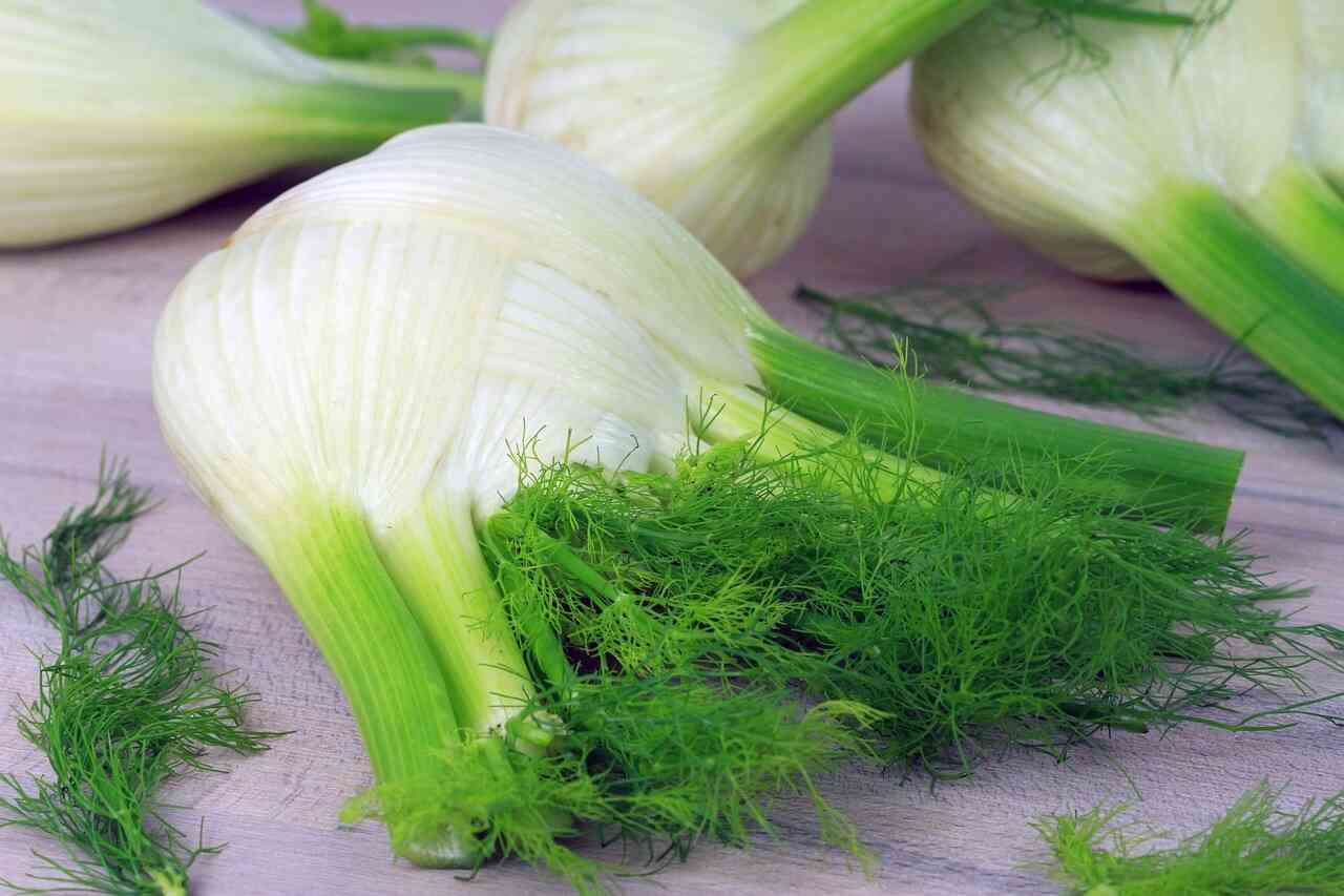 Finocchio contro gastrite e disturbi gastrointestinali 6