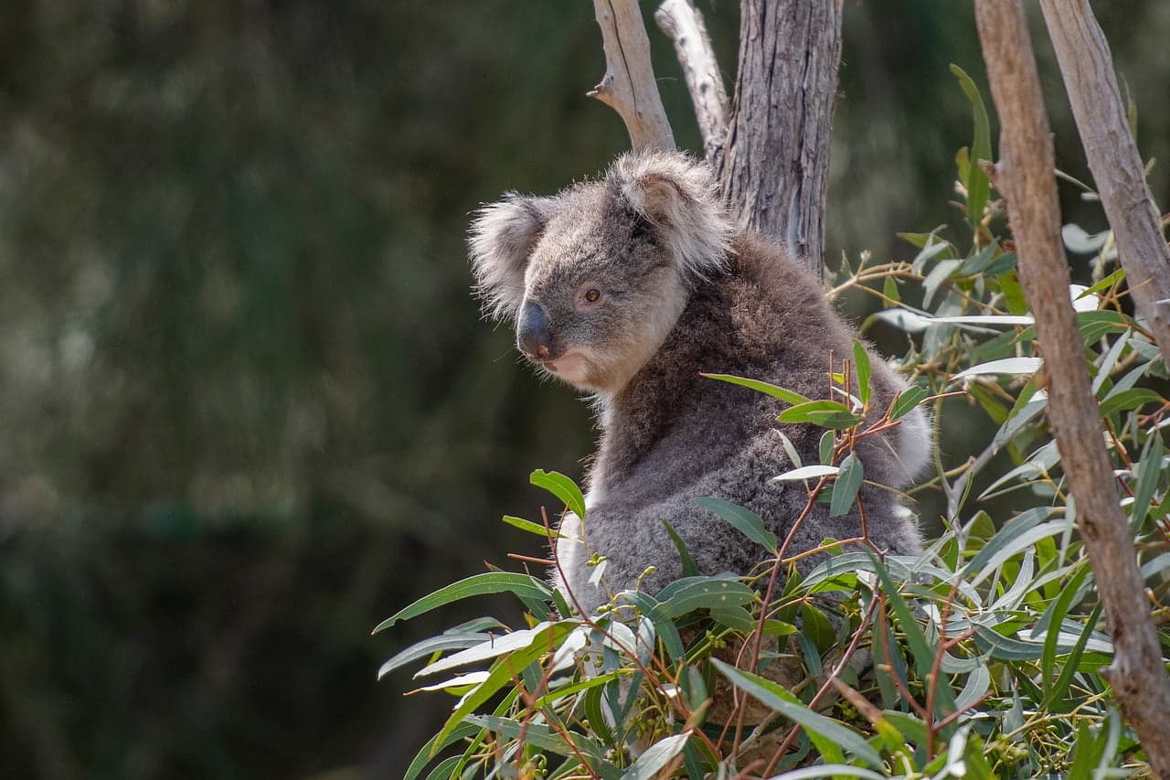 koala 4757210 1280