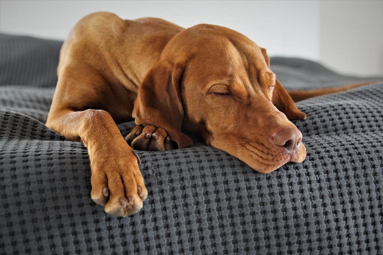 Alzheimer cani e esseri umani soffrono allo stesso modo