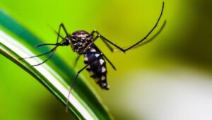 Aumento dei Casi di Dengue in Italia: Nuovo Vaccino Disponibile e Consigli Aumento dei Casi di Dengue in Italia: Nuovo Vaccino Disponibile e Consigli