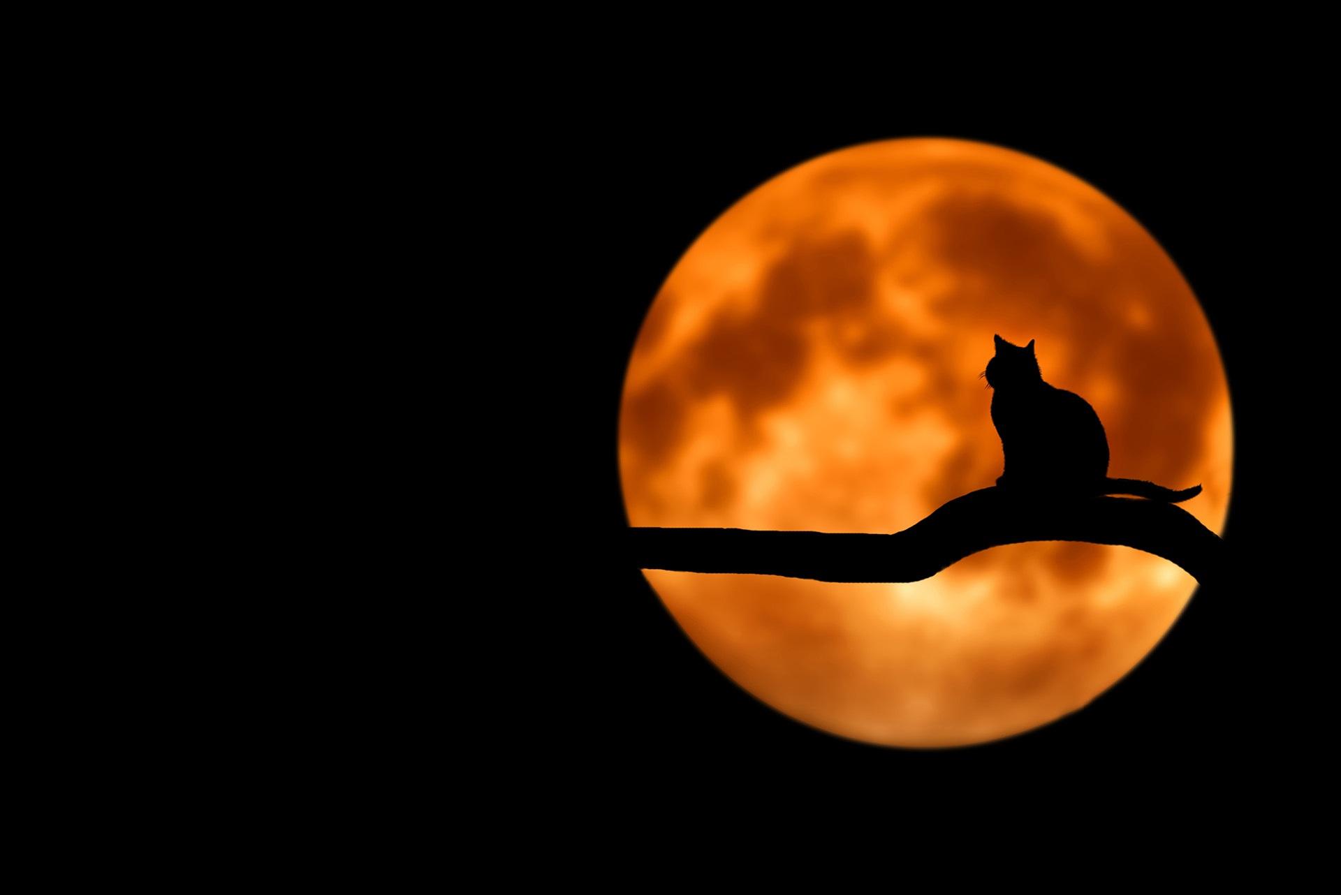La Luna Regna Sovrana nel cielo di ottobre
