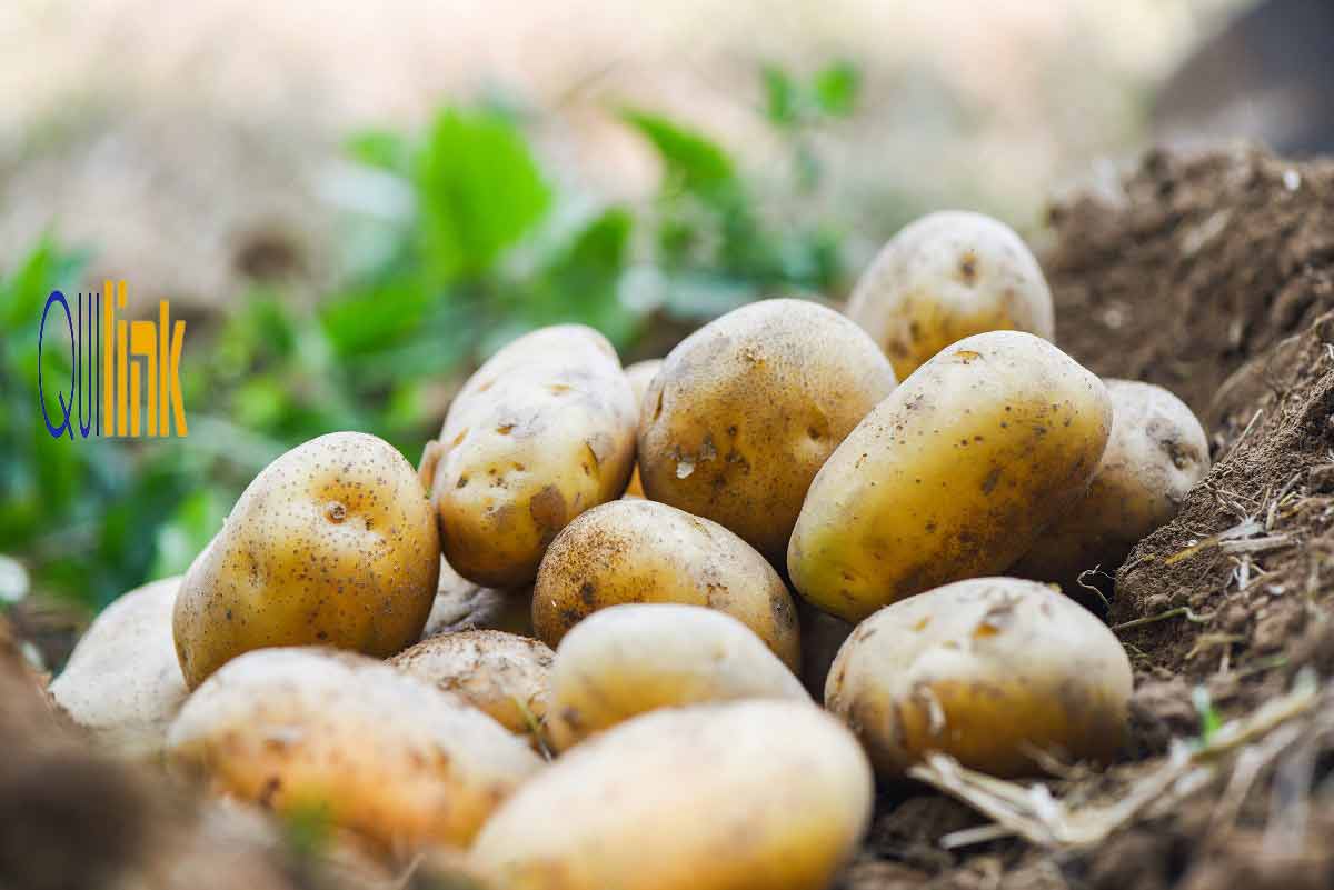 vecteezy pianta di patate fresche raccolta di patate mature prodotti 5930454