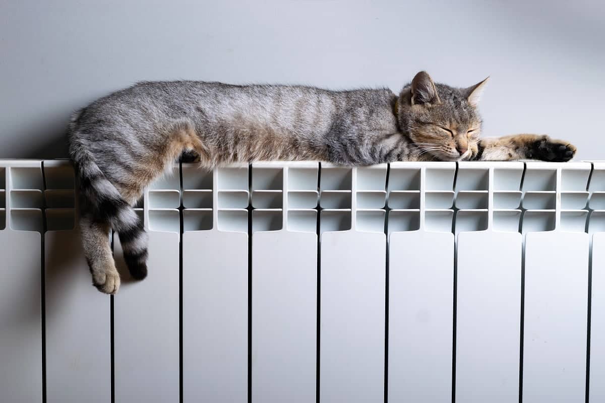 vecteezy un tigre gatto rilassante su un caldo termosifone 25407125