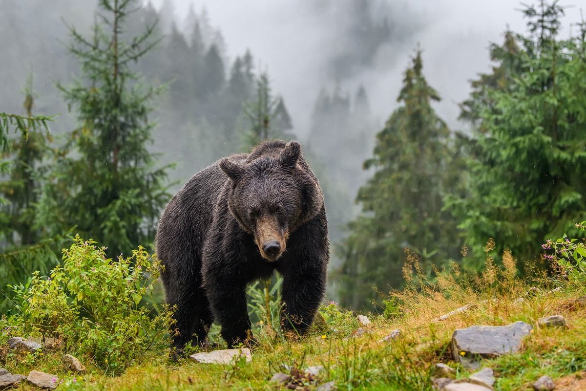 vecteezy orso bruno selvaggio nella foresta autunnale animale in 3763251