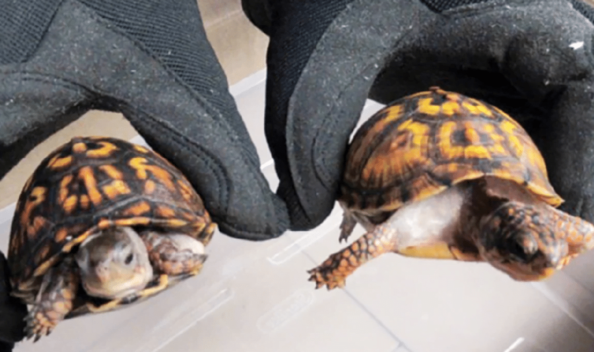Turtles Stuck in Socks and Shipped to China