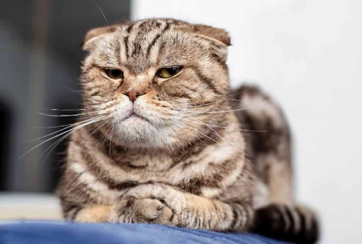 gatto anziano urala di notte