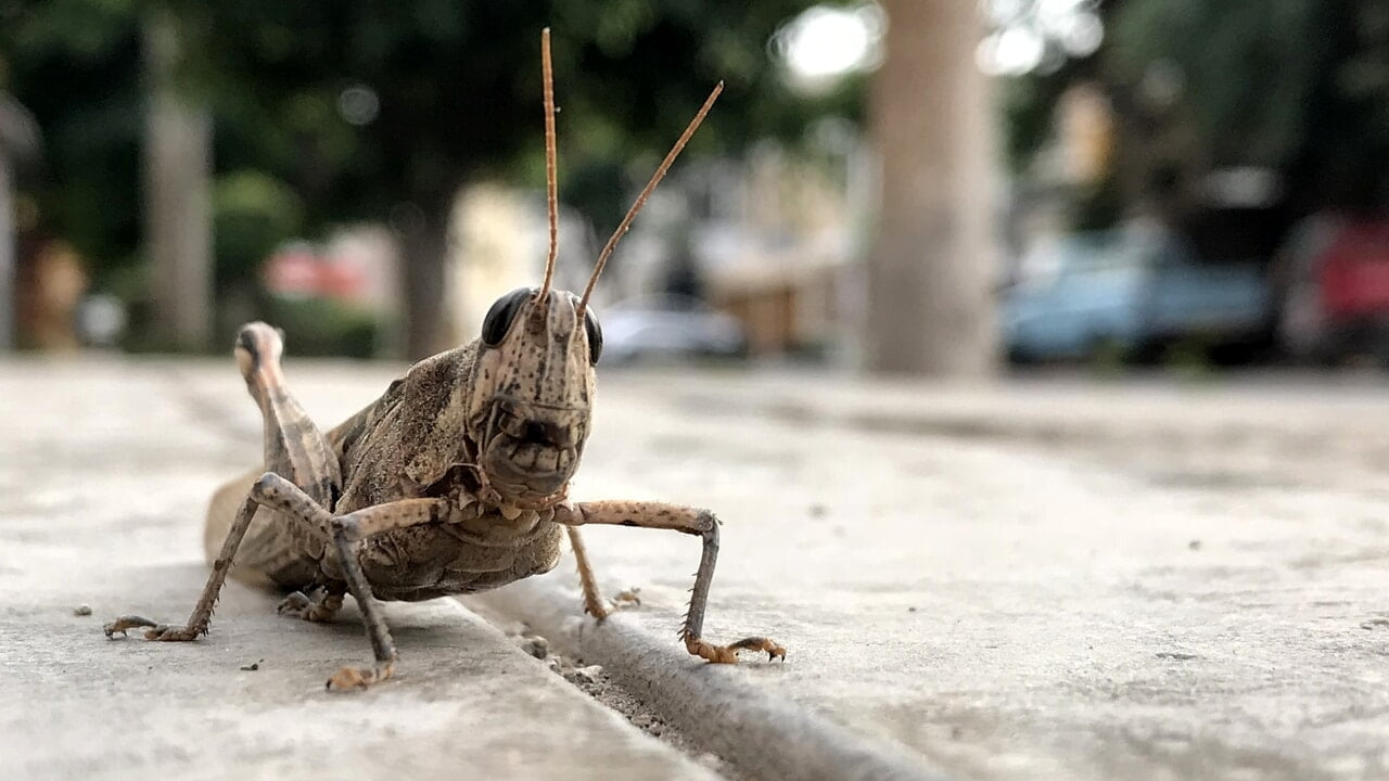 grillo