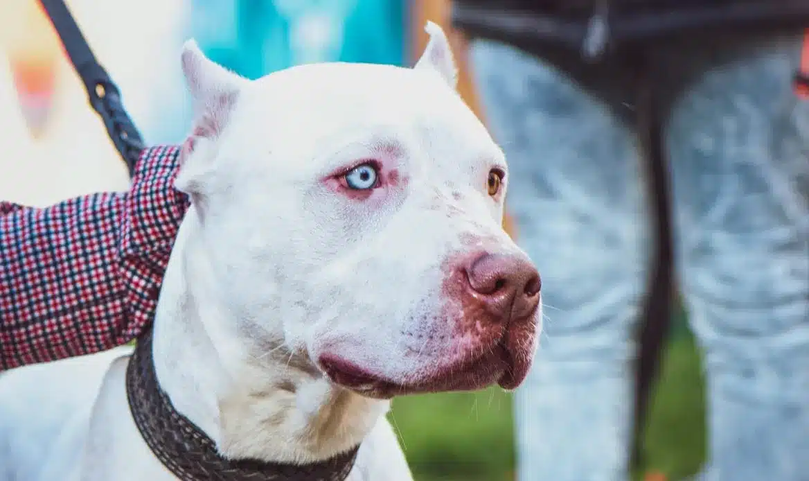 pitbull sbrana bambino di 5 mesi