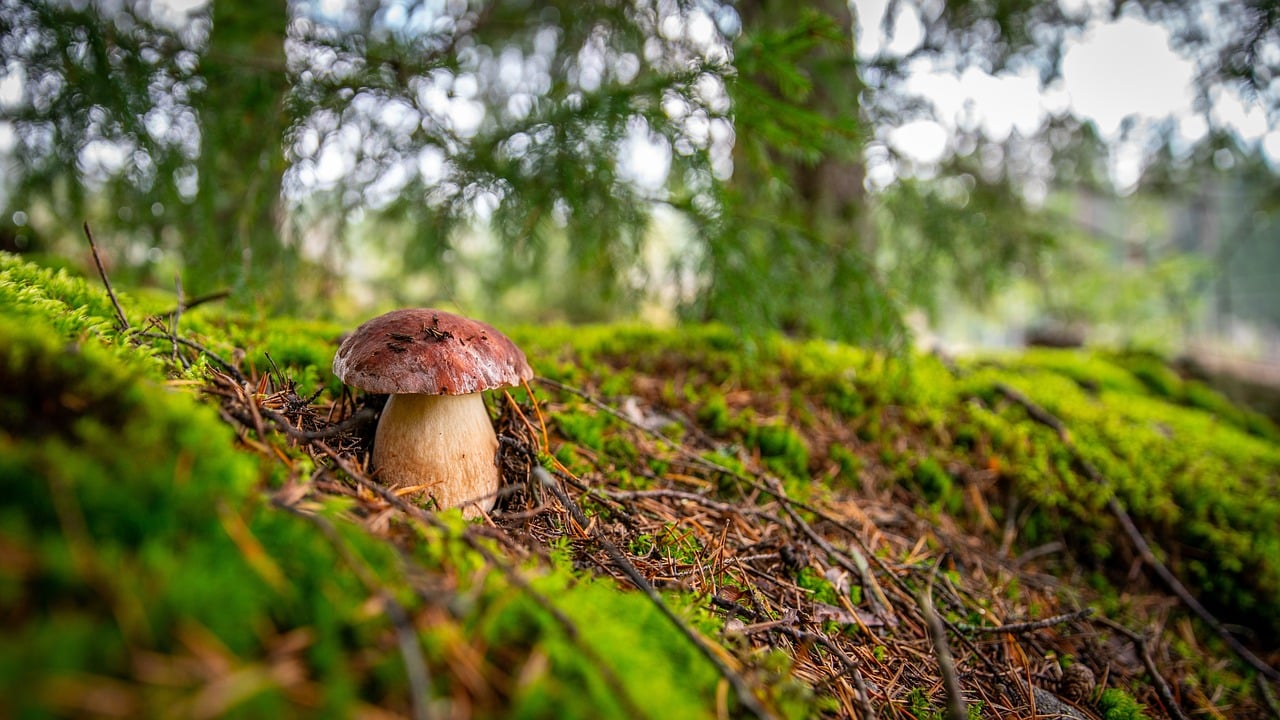 mushroom 3695409 1280