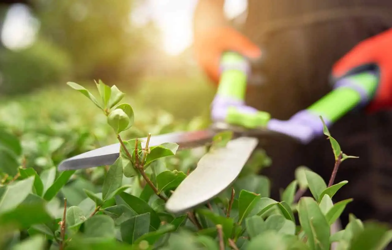 Le piante da potare a febbraio: la lista ufficiale per un giardino rigoglioso